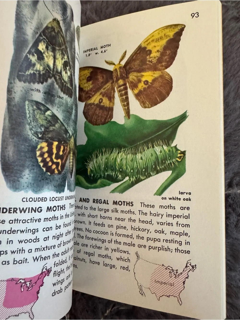 1987 Insects Guide Book Vintage Paperback